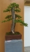 Larix kaempfery, meistras Dariusz Zajac, Lenkija
