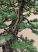 Larix Kaempferi, meistras Rafal Kulesza, Lenkija