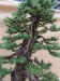 Larix kaempfery, meistras Dariusz Zajac, Lenkija