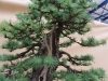 Larix kaempfery, meistras Dariusz Zajac, Lenkija