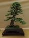 Larix Kaempferi, meistras Rafal Kulesza, Lenkija