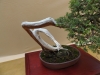 Juniperus communis, meistras Tomasz Wowro, Lenkija