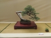 Juniperus communis, meistras Tomasz Wowro, Lenkija