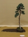 Juniperus squamata, meistras Bartosz Warwas, Lenkija
