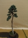 Juniperus squamata, meistras Bartosz Warwas, Lenkija