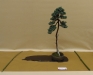 Juniperus squamata, meistras Bartosz Warwas, Lenkija