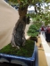 Acer buergerianum, meistras Alexandre Escudero, Italija