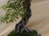 Acer buergerianum, meistras Alexandre Escudero, Italija
