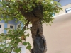 Acer buergerianum, meistras Alexandre Escudero, Italija