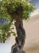 Acer buergerianum, meistras Alexandre Escudero, Italija