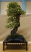 Acer buergerianum, meistras Alexandre Escudero, Italija