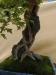 Acer buergerianum, meistras Alexandre Escudero, Italija