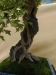 Acer buergerianum, meistras Alexandre Escudero, Italija
