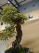 Acer buergerianum, meistras Alexandre Escudero, Italija