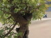 Acer buergerianum, meistras Alexandre Escudero, Italija