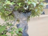 Acer buergerianum, meistras Alexandre Escudero, Italija