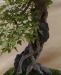 Acer buergerianum, meistras Alexandre Escudero, Italija