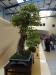 Acer buergerianum, meistras Alexandre Escudero, Italija