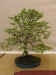 Fagus sylvatica, meistras Jacek Rostkovski, Lenkija