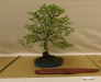 Fagus sylvatica, meistras Jacek Rostkovski, Lenkija