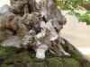 Ulmus coreana, meistras Patrick Boselli, Prancuzija