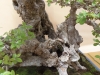 Ulmus coreana, meistras Patrick Boselli, Prancuzija