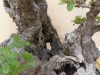 Ulmus coreana, meistras Patrick Boselli, Prancuzija