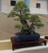 Ulmus coreana, meistras Patrick Boselli, Prancuzija