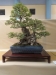 Ulmus coreana, meistras Patrick Boselli, Prancuzija