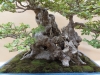 Ulmus coreana, meistras Patrick Boselli, Prancuzija