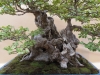 Ulmus coreana, meistras Patrick Boselli, Prancuzija