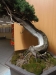 Juniperus squamata, meistras Boleslaw Wujczyk, Lenkija