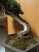 Juniperus squamata, meistras Boleslaw Wujczyk, Lenkija