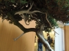 Juniperus squamata, meistras Boleslaw Wujczyk, Lenkija