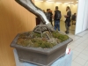 Juniperus squamata, meistras Boleslaw Wujczyk, Lenkija
