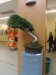 Juniperus squamata, meistras Boleslaw Wujczyk, Lenkija
