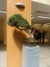 Juniperus squamata, meistras Boleslaw Wujczyk, Lenkija