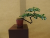 Cotoneaster kolekcija, meistras Rafal Wodzicki, Lenkija