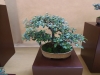 Cotoneaster kolekcija, meistras Rafal Wodzicki, Lenkija