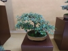 Cotoneaster kolekcija, meistras Rafal Wodzicki, Lenkija
