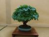 Viburnum opulus 'Nanum', meistras Rafal Wodzicki, Lenkija
