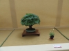 Viburnum opulus 'Nanum', meistras Rafal Wodzicki, Lenkija