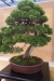 Juniperus chinensis 'Kitsu', meistrai Barbara ir Herbert Obermayer, Vokietija