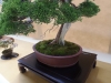 Juniperus chinensis 'Kitsu', meistrai Barbara ir Herbert Obermayer, Vokietija