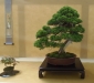 Juniperus chinensis 'Kitsu', meistrai Barbara ir Herbert Obermayer, Vokietija