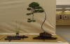 Juniperus chinensis, meistras Michal Malawski, Juniperus chinensis, Lenkija