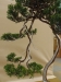 Juniperus chinensis, meistras Michal Malawski, Juniperus chinensis, Lenkija