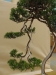 Juniperus chinensis, meistras Michal Malawski, Juniperus chinensis, Lenkija