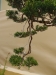Juniperus chinensis, meistras Michal Malawski, Juniperus chinensis, Lenkija