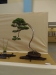 Juniperus chinensis, meistras Michal Malawski, Juniperus chinensis, Lenkija